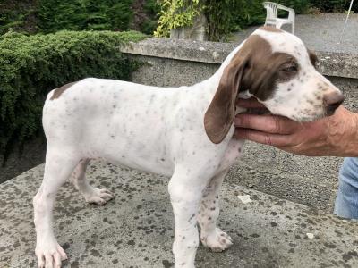 IKC Registered English Pointer puppies in Kilkenny