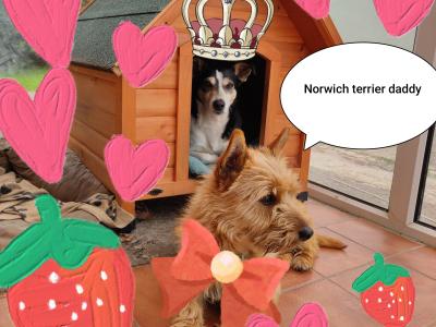 Jack Russell x Norwich Terrier puppies in Mayo - €500