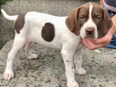 IKC Registered English Pointer puppies in Kilkenny