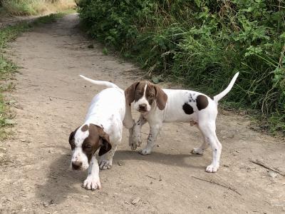 IKC Registered English Pointer puppies in Kilkenny