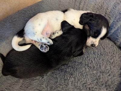 Springador x Border Collie puppies in Clare– Family-Raised