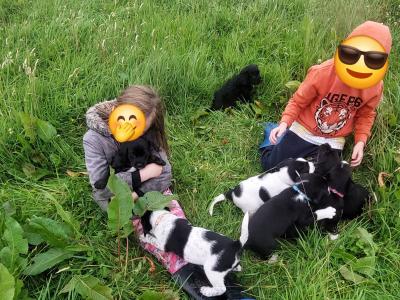 Springador x Border Collie puppies in Clare– Family-Raised