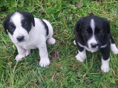Springador x Border Collie puppies in Clare– Family-Raised
