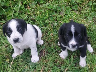 Springador x Border Collie puppies in Clare– Family-Raised