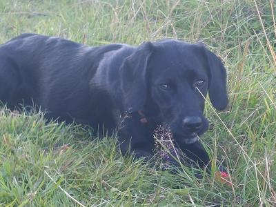 Springador x Border Collie puppies in Clare– Family-Raised