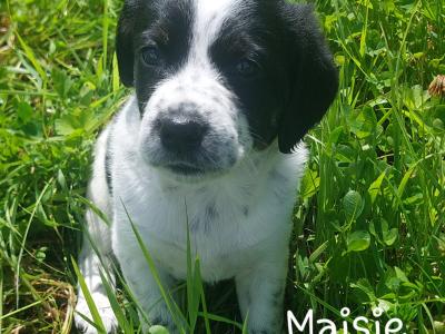 Springador x Border Collie puppies in Clare– Family-Raised
