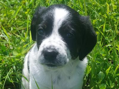 Labrador  X puppies in Clare– Family-Raised