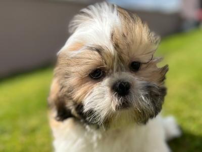 Male Shih Tzu puppy in Meath