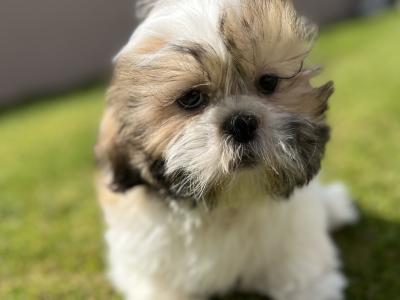 Shih Tzu male