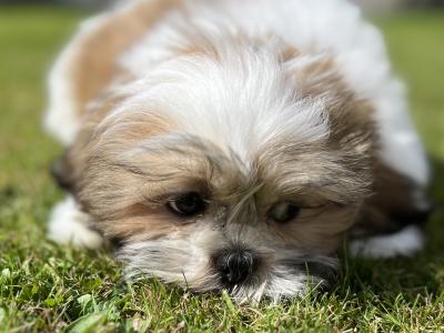 Shih Tzu male