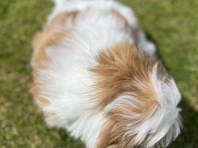Shih Tzu male