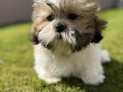 Shih Tzu male