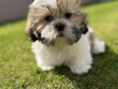 Shih Tzu male