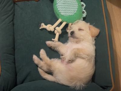 Cavapoo