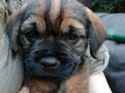 Beautiful Border Terrier Puppies