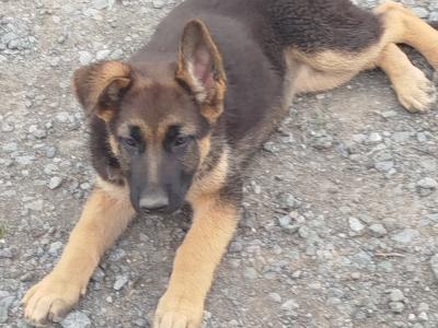 2 fabulous female puppies