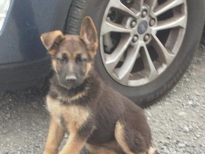 2 fabulous female puppies