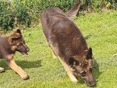 2 fabulous female puppies