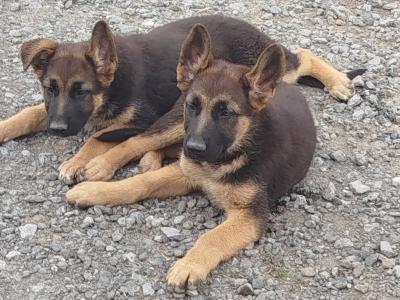 2 fabulous female puppies