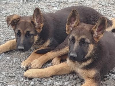 2 fabulous female German Shepherd puppies in Laois