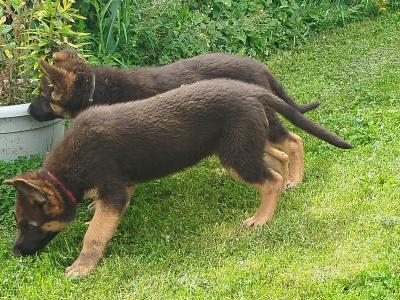 2 fabulous female puppies