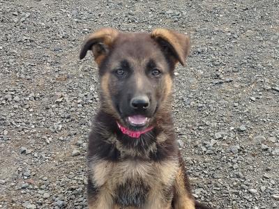 2 fabulous female puppies