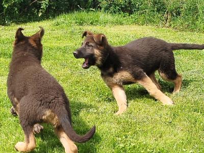 2 fabulous female puppies