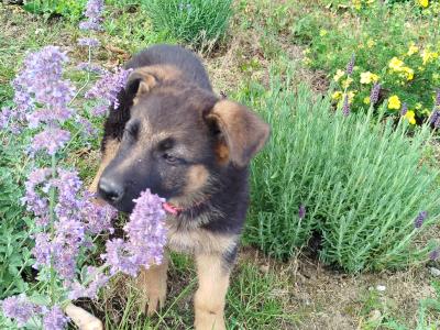 2 fabulous female puppies