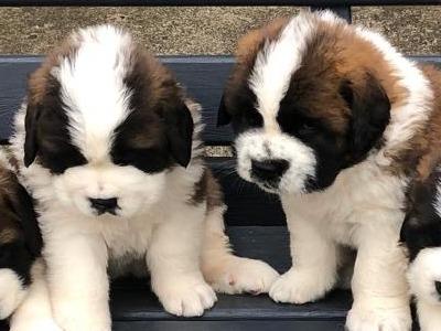 IKC Registered(pending) St Bernard puppies in Laois
