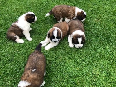 IKC Registered(pending) St Bernard puppies in Laois