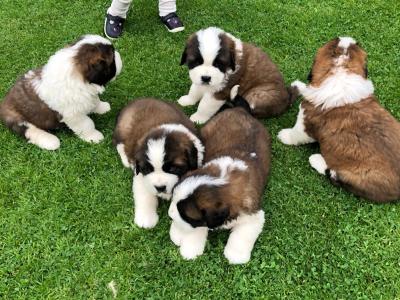 IKC Registered(pending) St Bernard puppies in Laois