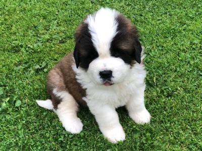IKC Registered(pending) St Bernard puppies in Laois