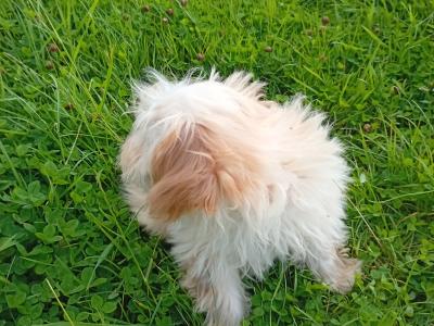 Cute Cavachon puppy male