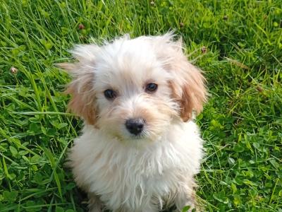 Cute Cavachon puppy male