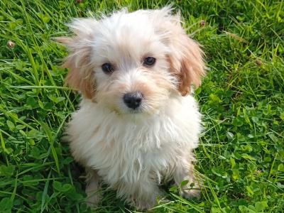 Cute male Cavachon puppy in Meath