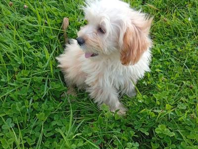 Cute Cavachon puppy male