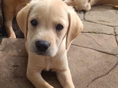 Excellent Labrador puppies in Cavan