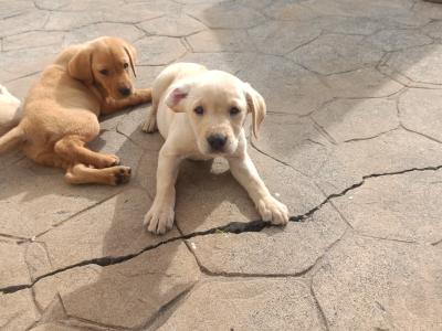Excellent Labrador puppies in Cavan