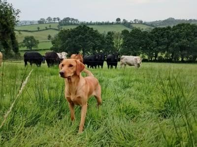 Excellent Labrador puppies in Cavan