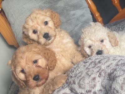 Stunning Cockapoo puppies in Monaghan