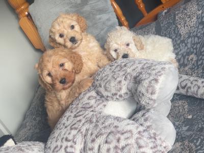Stunning Cockapoo puppies