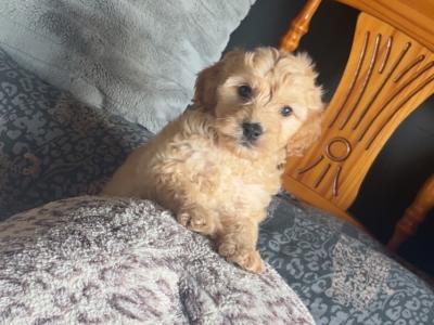 Stunning Cockapoo puppies
