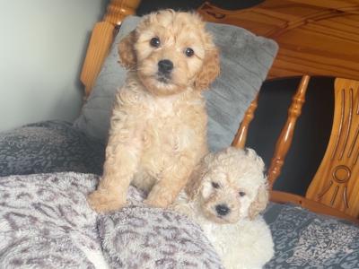 Stunning Cockapoo puppies