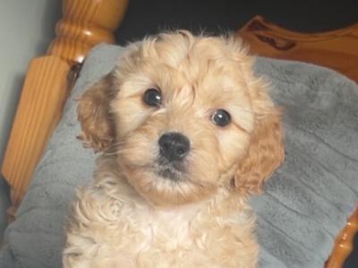 Stunning Cockapoo puppies in Monaghan