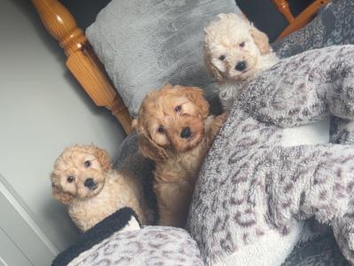 Stunning Cockapoo puppies