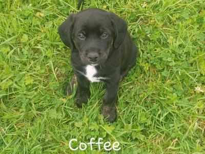 Labrador  X puppies in Clare– Family-Raised