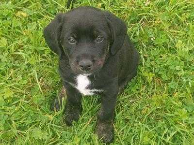 Labrador  X puppies in Clare– Family-Raised