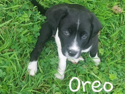 Springador x Border Collie puppies in Clare– Family-Raised