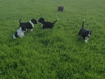 Springador x Border Collie puppies in Clare– Family-Raised