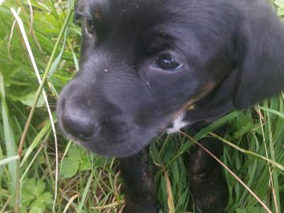 Springador x Border Collie puppies in Clare– Family-Raised